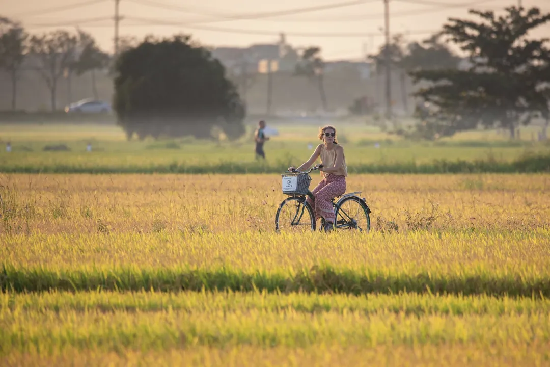 Tourists enjoy cycling through the fields.