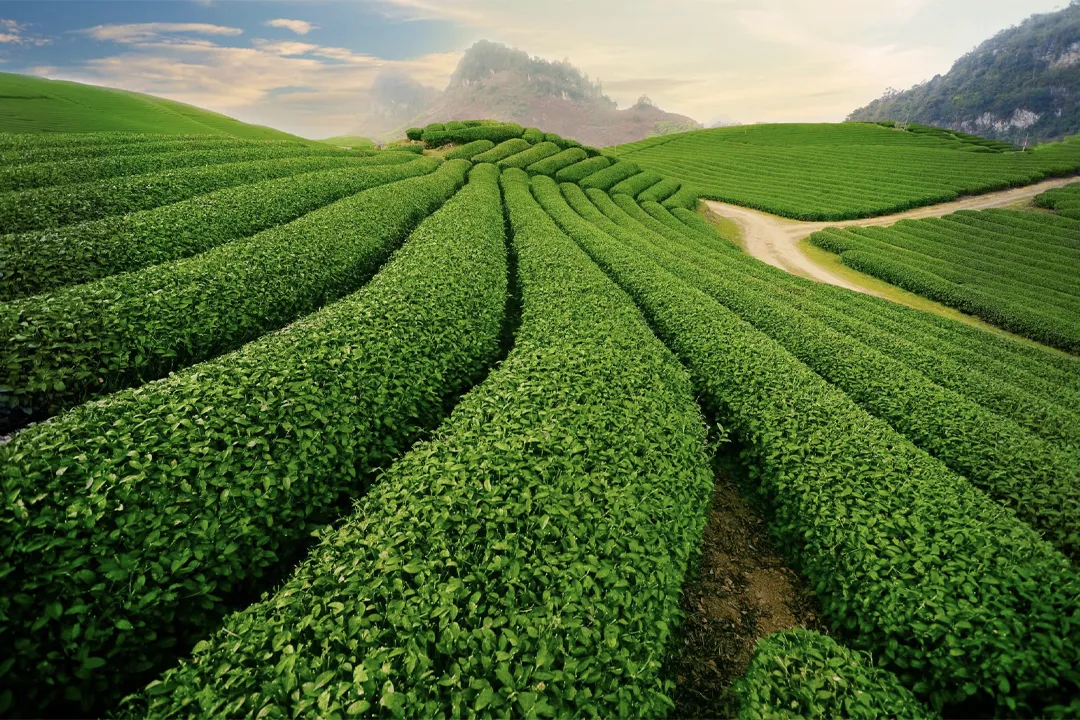 Tea hills in Thai Nguyen province