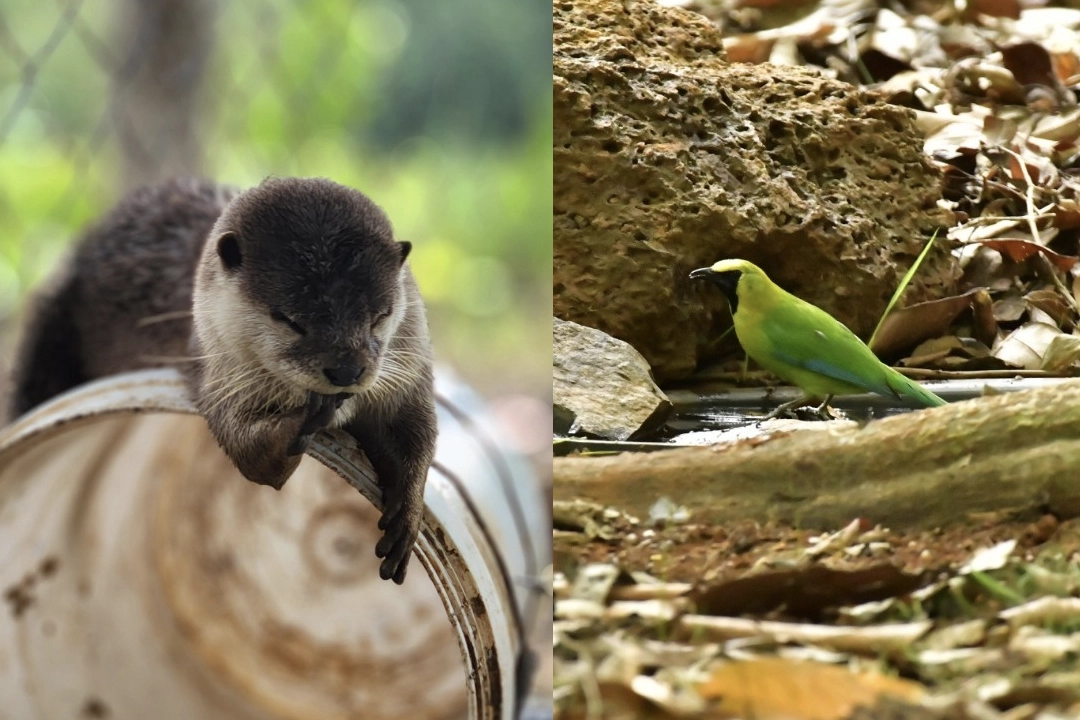 Wildlife Rescue, Conservation and Development Center