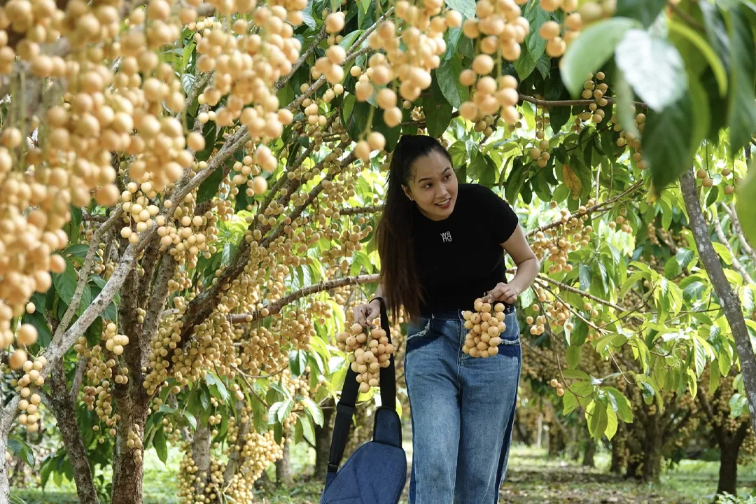 Harvesting fruits