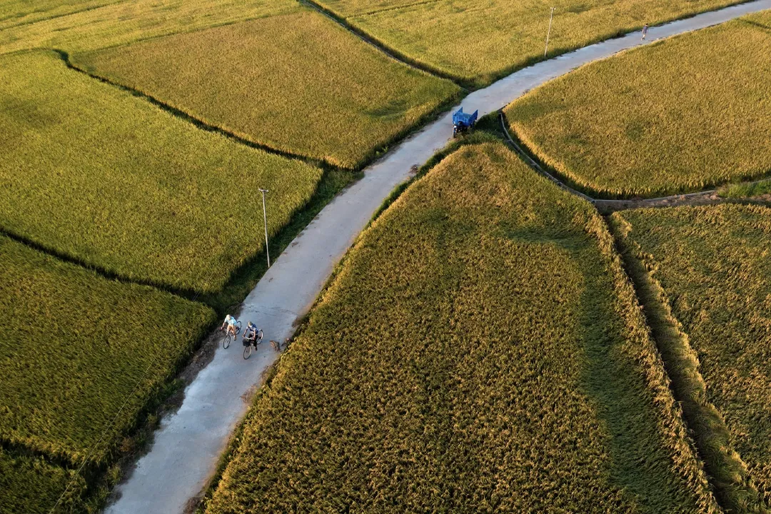 Hoi An Rice Fields