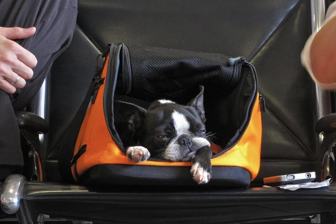 Pets are among the things that are usually prohibited on sleeper buses.