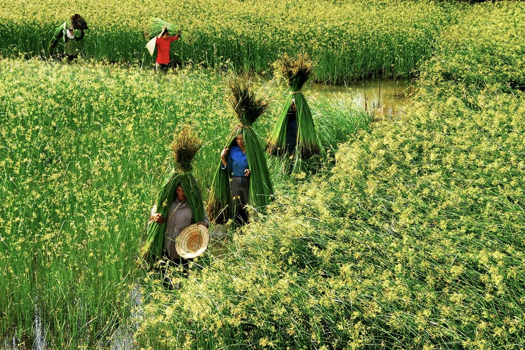 The farmer harvests the sedge 