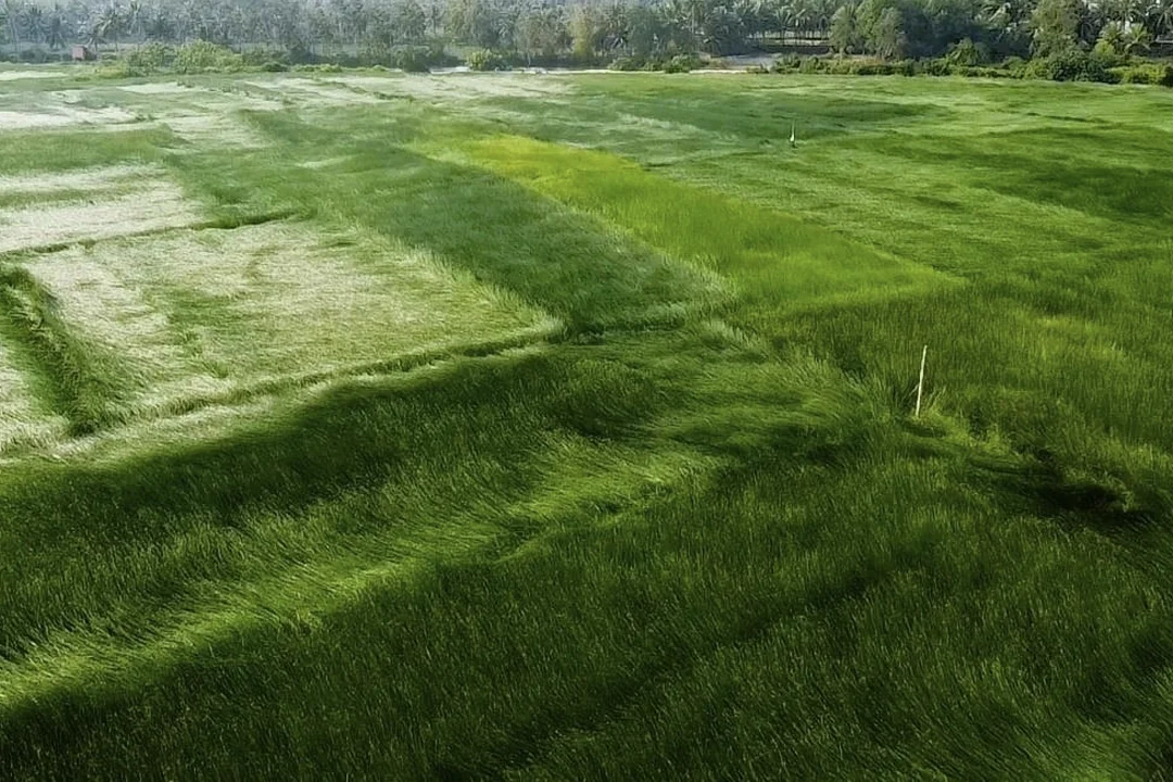 Sedge field