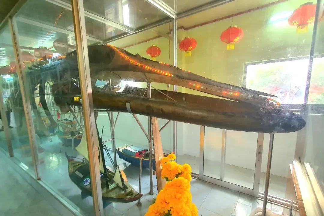 “Ngọc cốt” (“Jade Skeleton”)—the 12-meter-long skeleton of a whale—is currently preserved and on display at the Lăng Ông Thủy Tướng (Whale Deity Shrine)