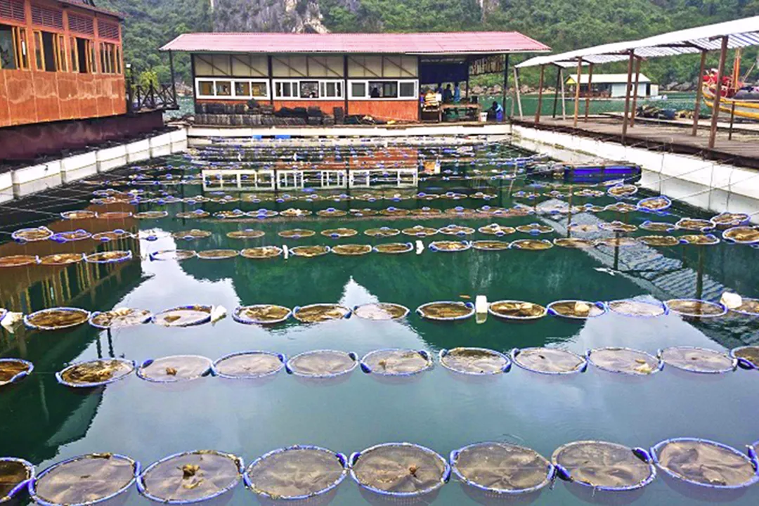 Pearl Farm