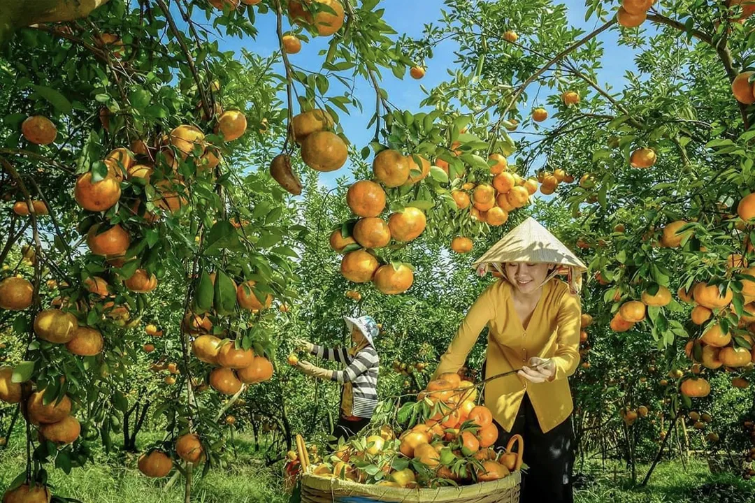 Experience harvesting fruit in the orchard
