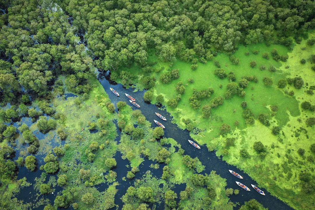 Tra Su Cajuput Forest 