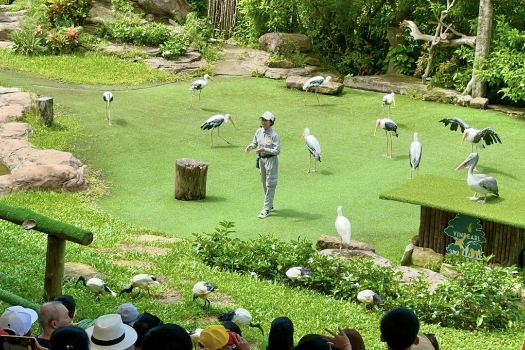 Animal Shows