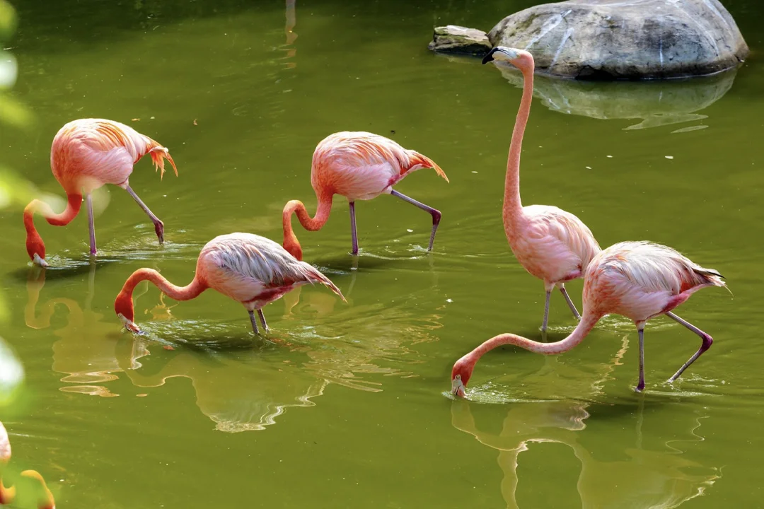 The Open Zoo