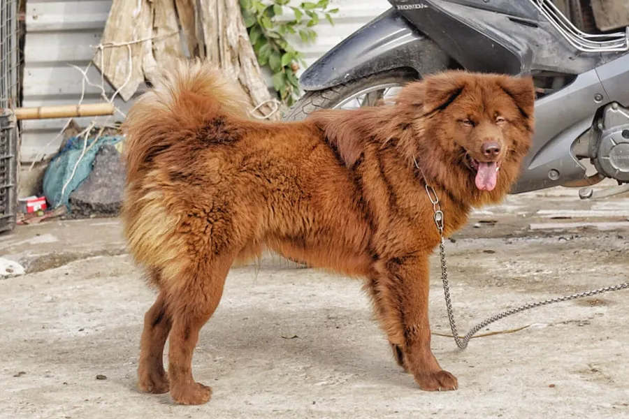 A close-up of a Bac Ha dog's thick, textured fur