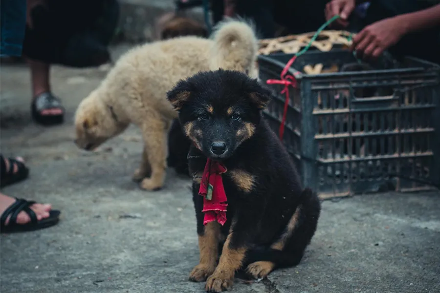 Dog Market in Bac Ha, Sapa, Lao Cai