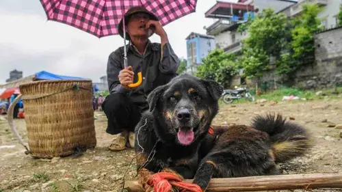 The Bustling Bac Ha Dog Market in the Drizzling Cold