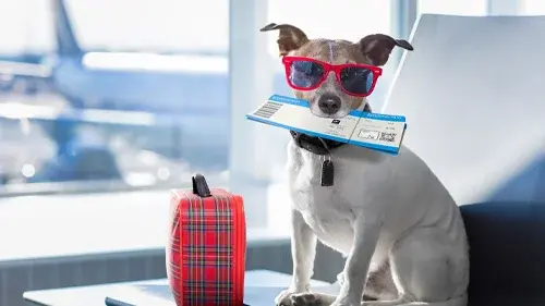 Travelling with Your Pet in Vietnam: The Complete Guide for International Travellers