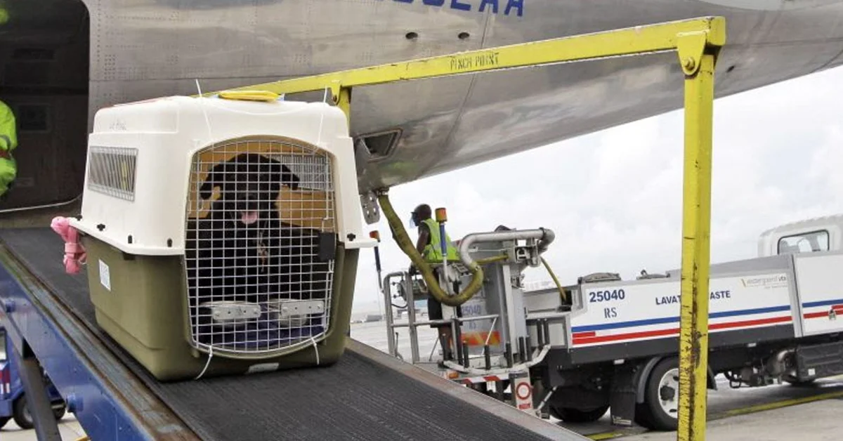Transporting pets by plane is generally safe, however, it's necessary to carefully check the airline's requirements.