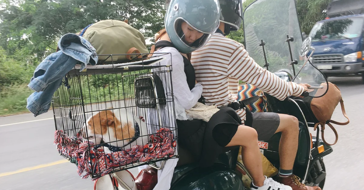 Transporting pets by motorbike is quite common in Vietnam.
