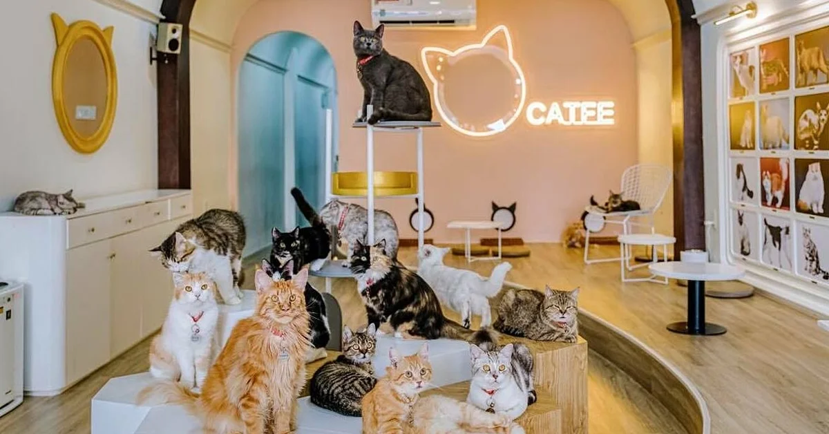 Pet-Friendly Cafe