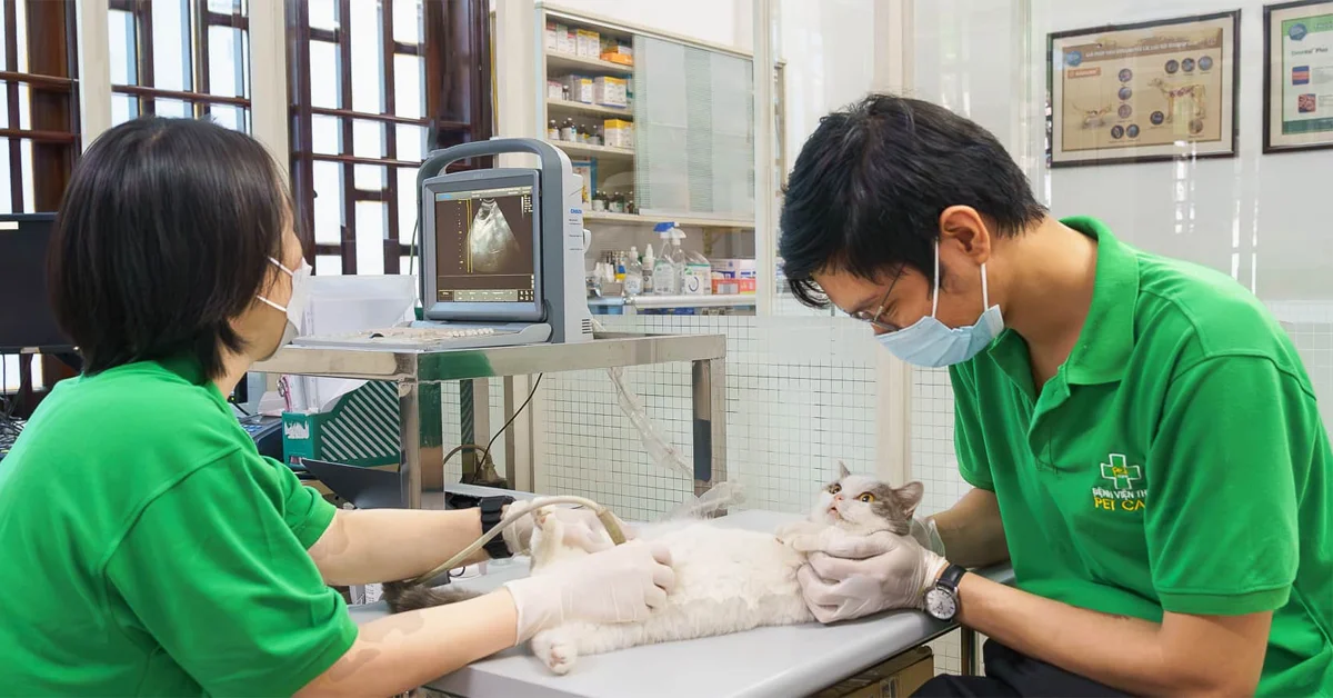 Veterinary Care & Pet Health in Vietnam