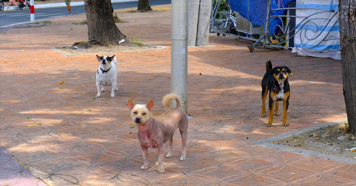 Being vigilant about local health risks is crucial to ensuring your pet's safety