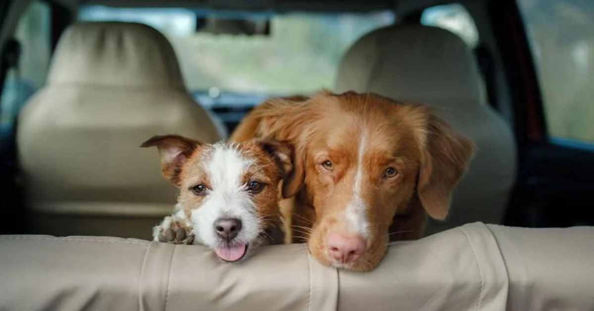 Travel with pets by private car is the most comfortable, flexible, and reliable option