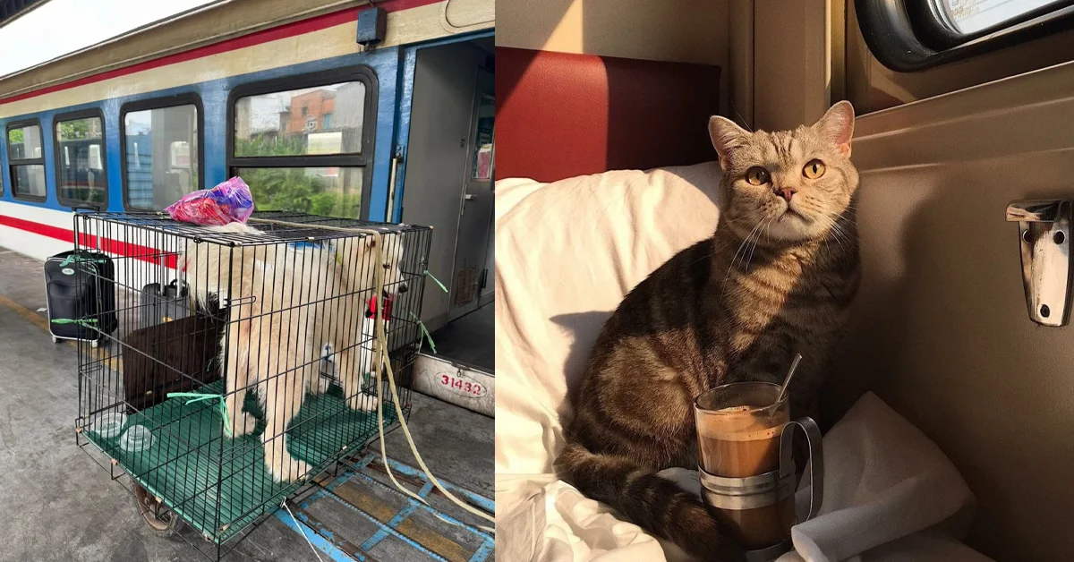 Traveling with pets by train is an option, but not the best