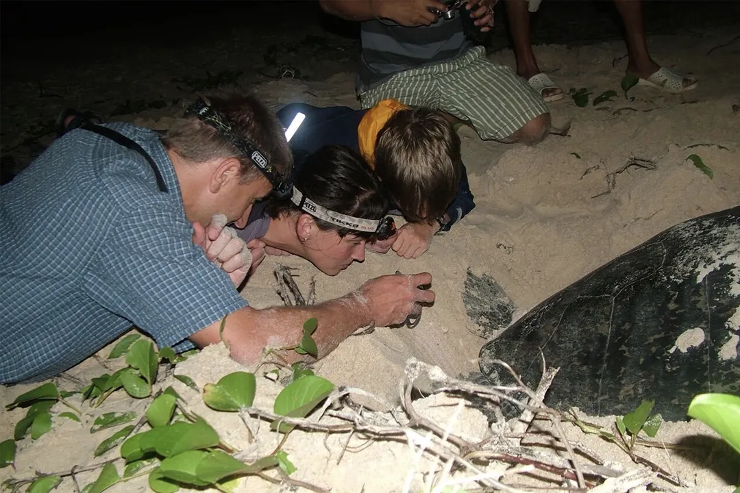 Sea Turtle Watching